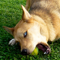 ToutouNounou pension canine