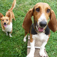 ToutouNounou pension canine